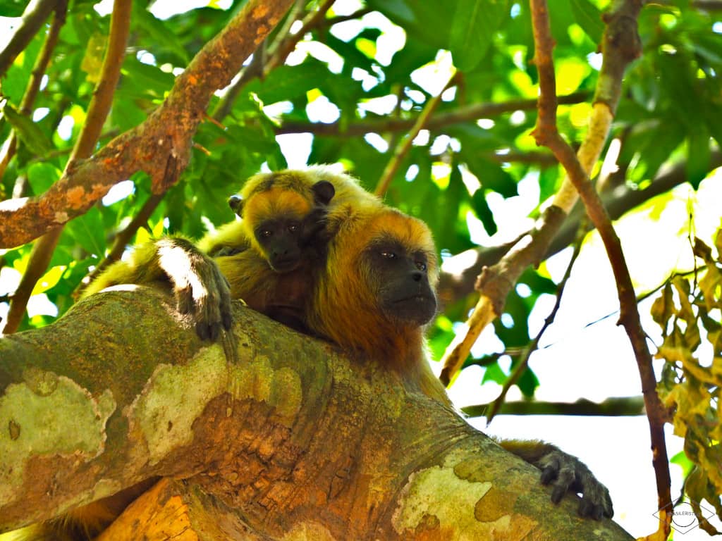 Una hembra de mono aullador y su cría en el Pantanal de Mato Grosso del Sur, en Brasil